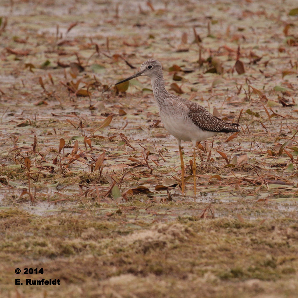 13Sept 566.jpg - Greater Yellowlegs